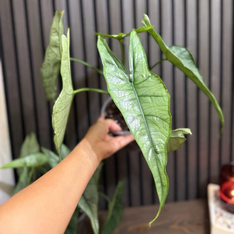Huge Alocasia Dragon’s breathe 5” pot - Clear pot included
