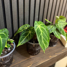 Anthurium Magnificum 5”pot - Clear pot included