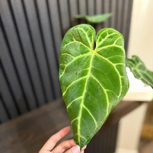 Anthurium Regale Hybrid 5”pot - Chunky soil and clear pot included