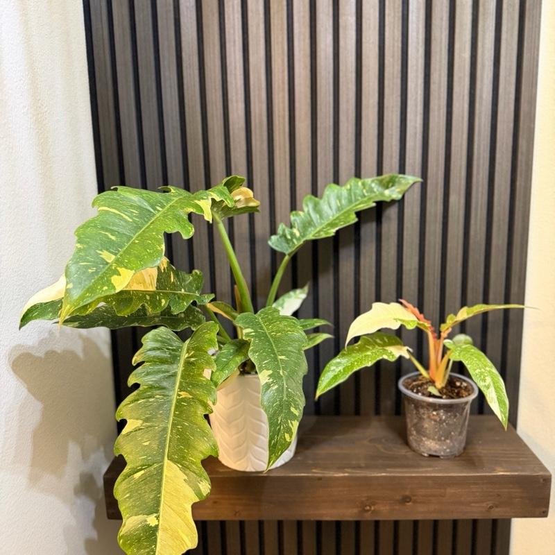 Philodendron Ring of Fire 5” pot - Chunky soil and clear pot included