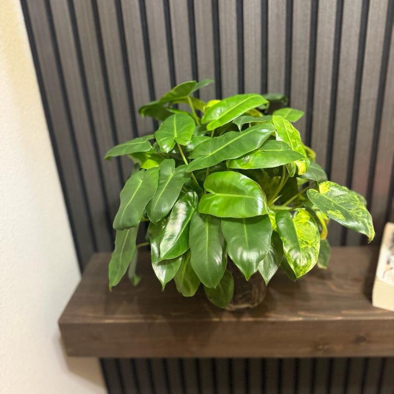 Variegated Philodendron Burle Marx 6”pot - Clear pot included