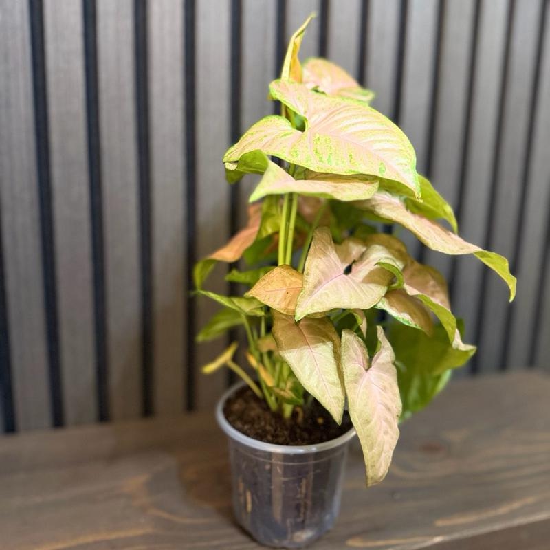 Neon Pink Syngonium 4” Pot - Includes Clear Pot and Chunky Soil