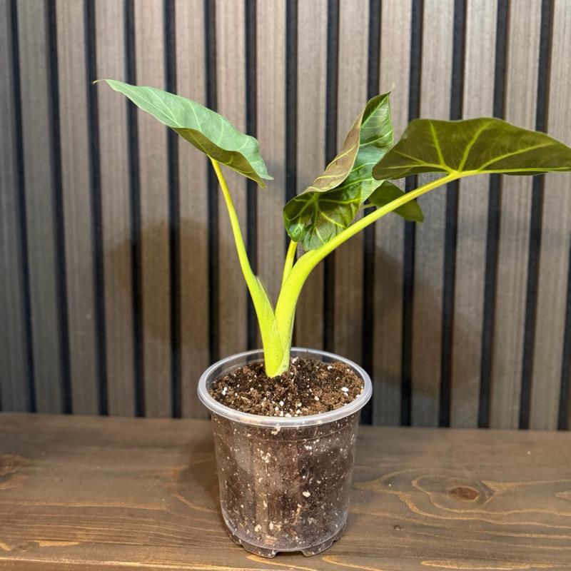 Alocasia Regal Shield- 5” Pot with Clear Pot and Chunky Soil Included