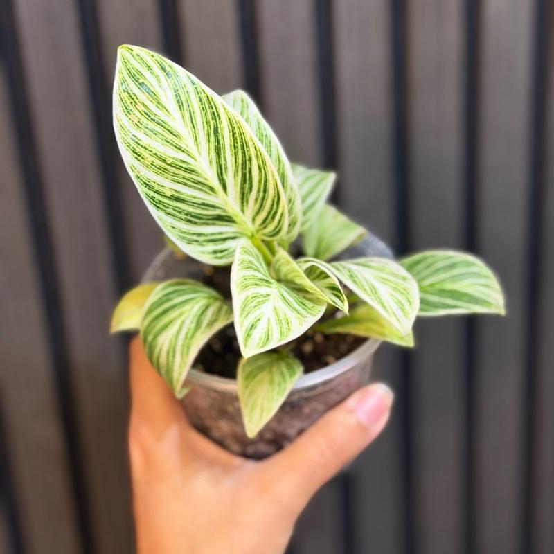 Philodendron Birkin in 4” Pot - Includes Chunky Soil and Clear Pot