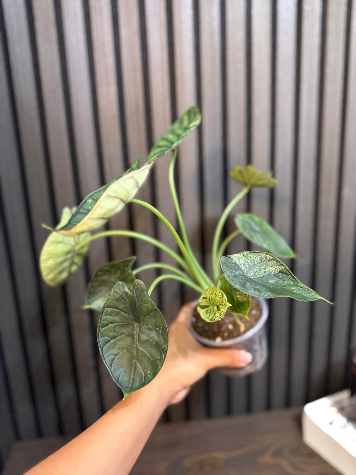 Alocasia Dragon Scale Mint 4”pot - Clear pot included