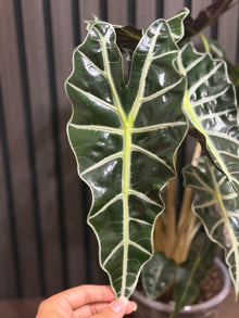 Huge Alocasia Polly - 2 plants in one 6”pot - clear pot included