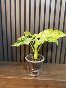 Alocasia Odora Batik 5” Pot - Includes Chunky Soil and Clear Pot