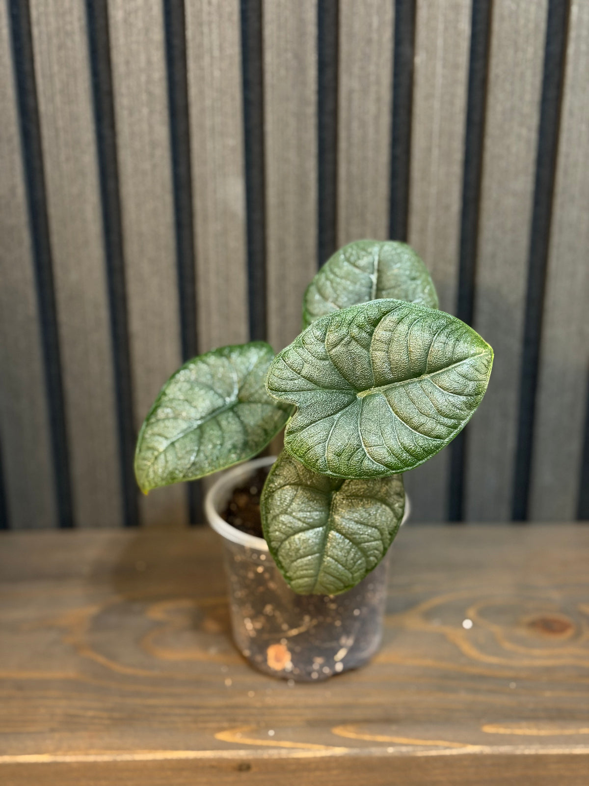 Alocasia Melo 4” pot - Chunky soil mix and clear pot included