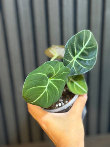 Alocasia Black Velvet 4” pot - Chunky soil and clear pot included