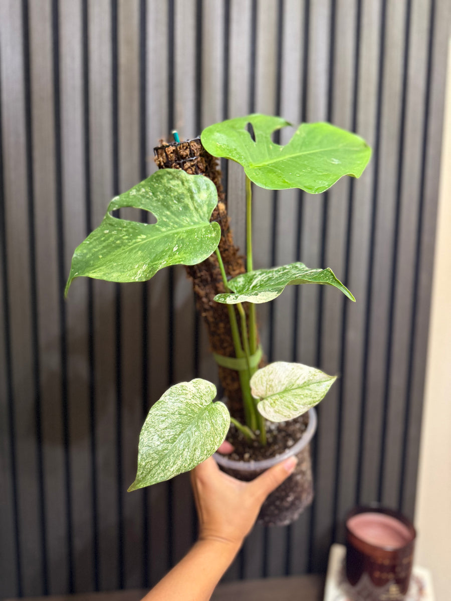 Monstera Mint 5” pot - Moss pole, chunky soil and clear pot included