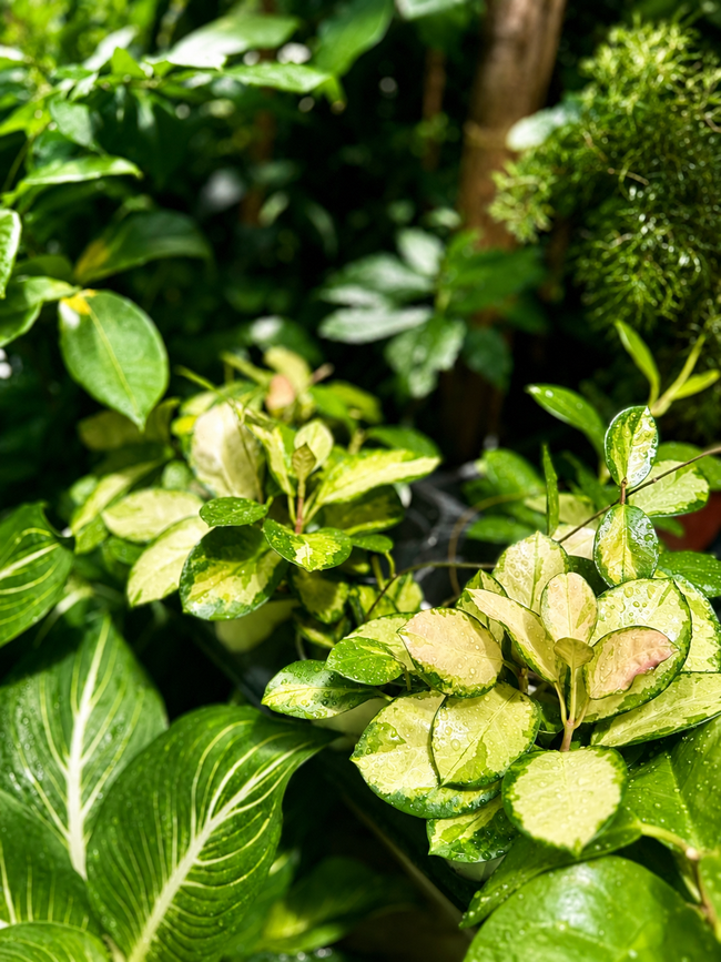 Best Plants for Indoor Spaces