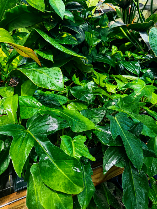 Tropical plant