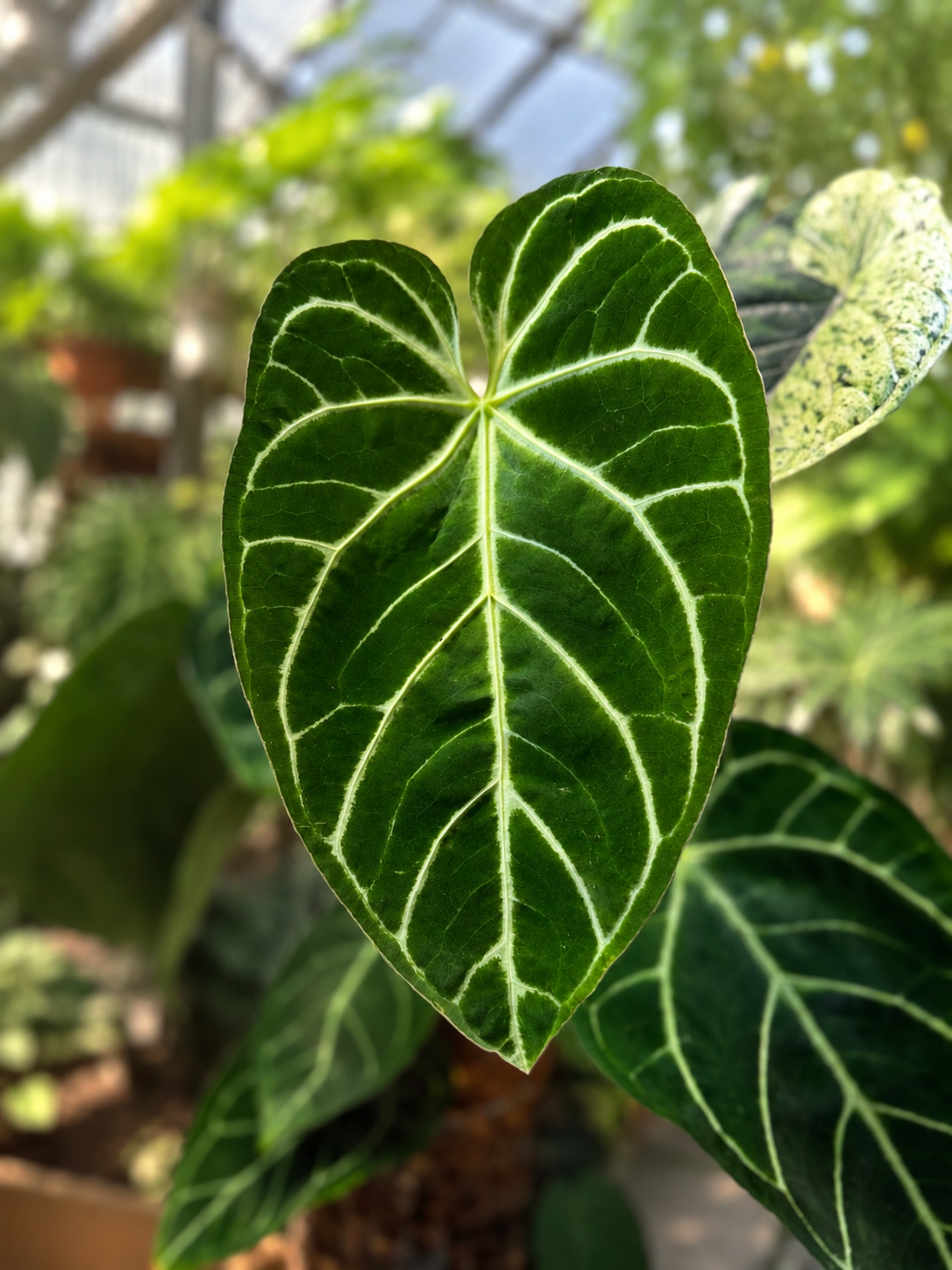 Isla Green tropical plants