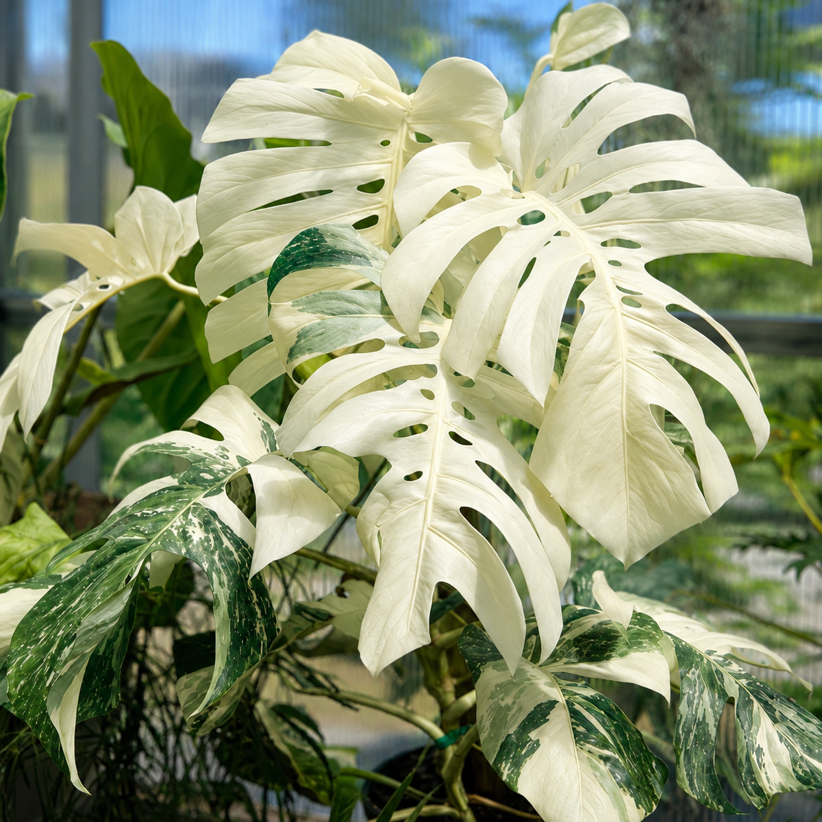 All Plants