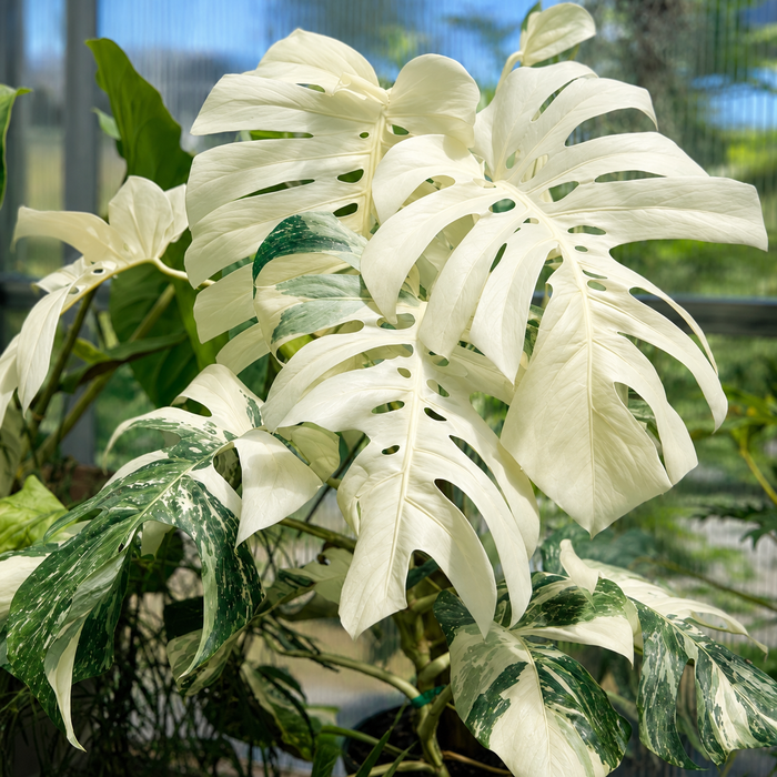 Monstera