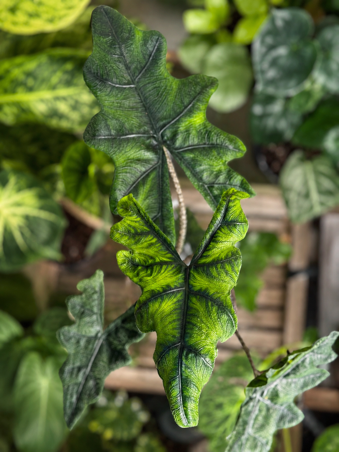 Alocasia