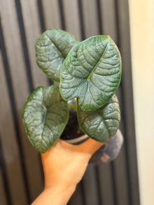 Alocasia Melo 4” pot - Chunky soil mix and clear pot included