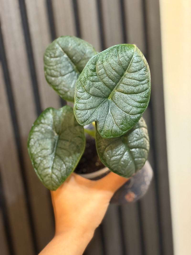 Alocasia Melo 4” pot - Chunky soil mix and clear pot included