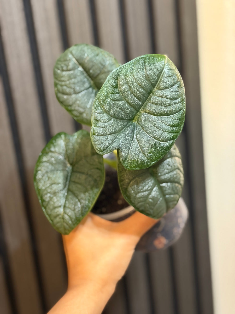 Alocasia Melo 4” pot - Chunky soil mix and clear pot included