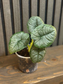 Alocasia Melo 4” pot - Chunky soil mix and clear pot included