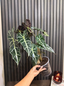 Huge Alocasia Polly - 2 plants in one 6”pot - clear pot included