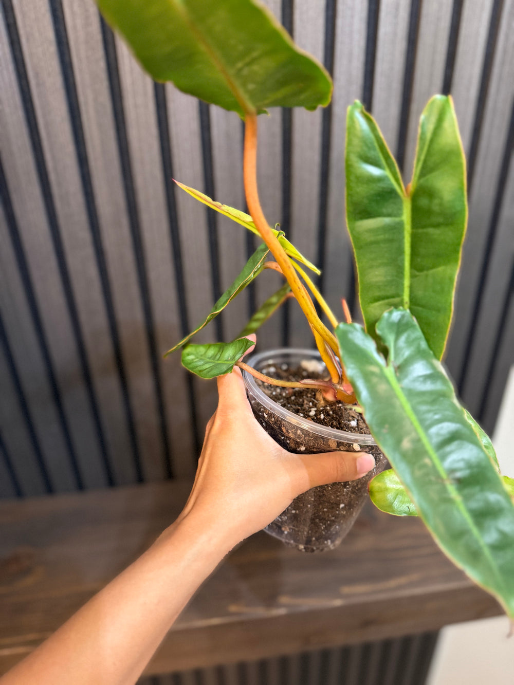 Philodendron Billietiae 5”pot - Chunky soil mix and clear pot included