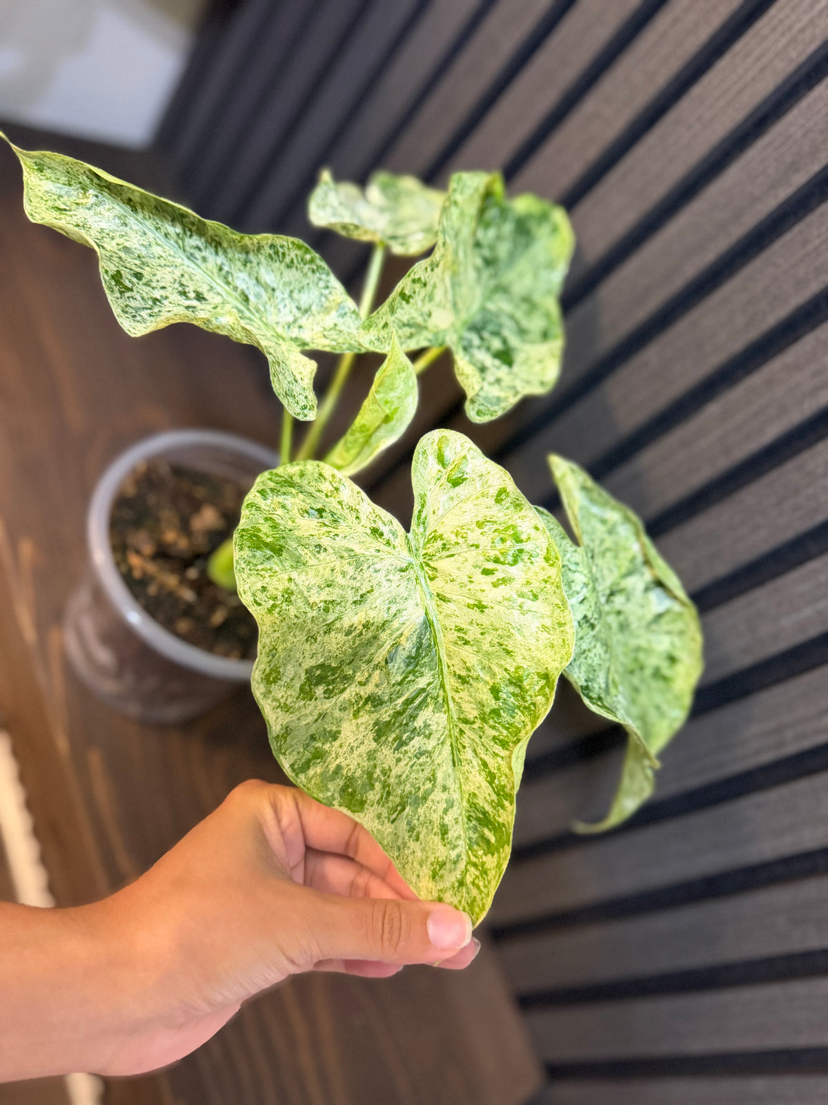 Alocasia Odora Batik 5” Pot - Includes Chunky Soil and Clear Pot