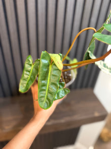 Philodendron Billietiae 5”pot - Chunky soil mix and clear pot included