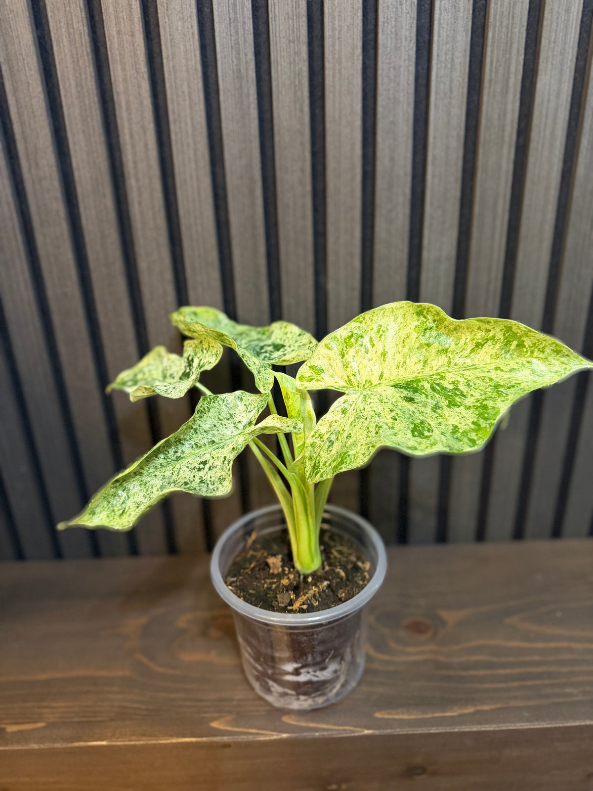 Alocasia Odora Batik 5” Pot - Includes Chunky Soil and Clear Pot