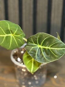 Alocasia Black Velvet 4” pot - Chunky soil and clear pot included