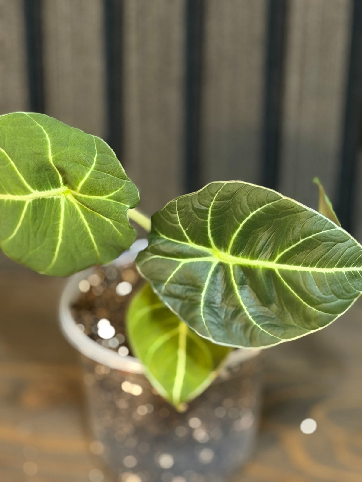 Alocasia Black Velvet 4” pot - Chunky soil and clear pot included