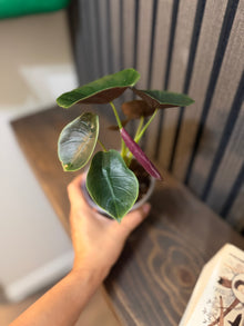 Alocasia Cuprea Red Secret 4” pot - Clear pot included