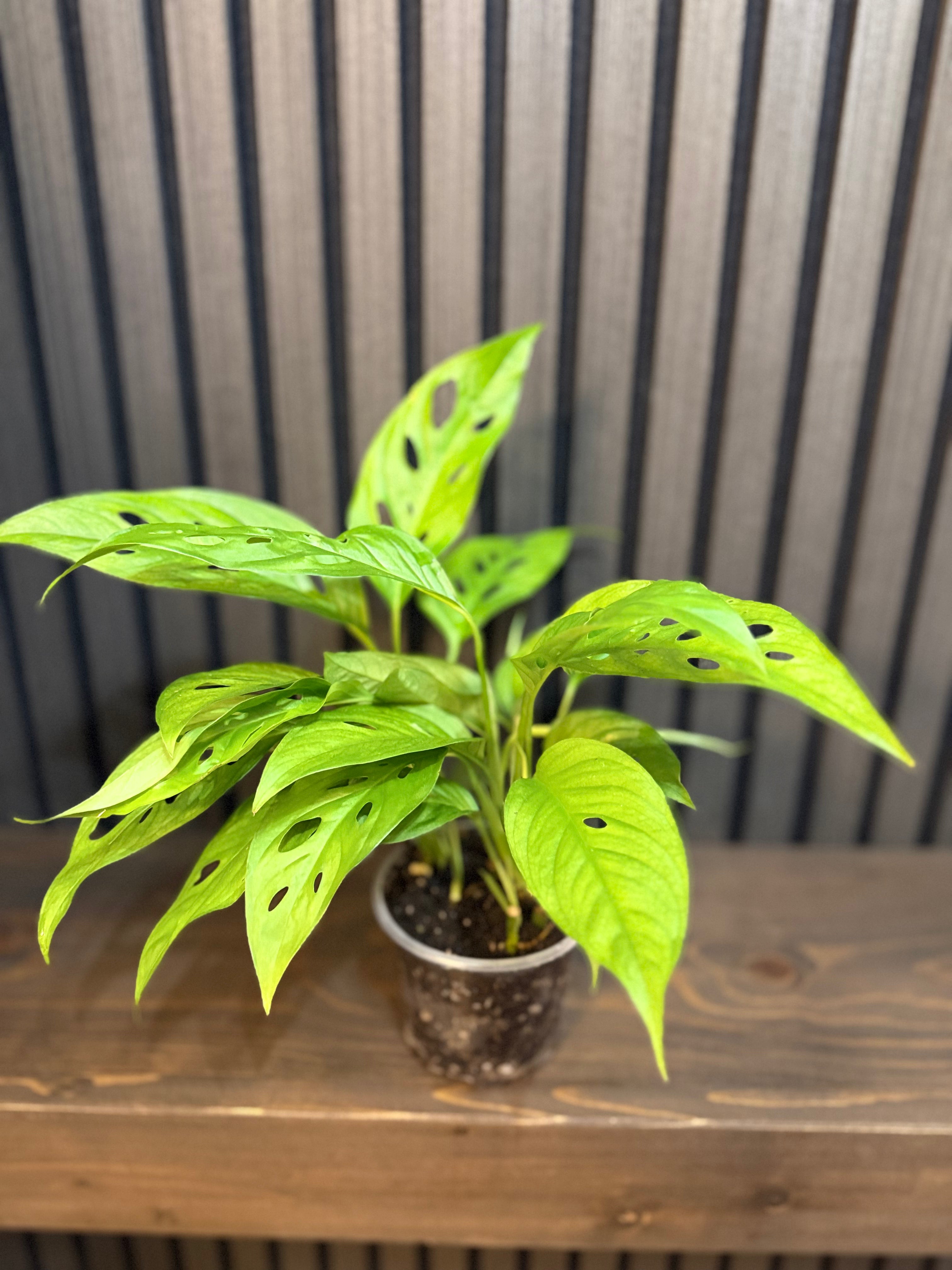 Monstera Adasonii (Swiss cheese) 4”pot - Chunky soil and clear pot included