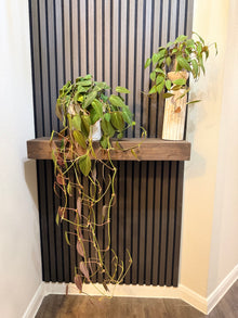 Philodendron Micans 4” pot - Chunky soil and clear pot included