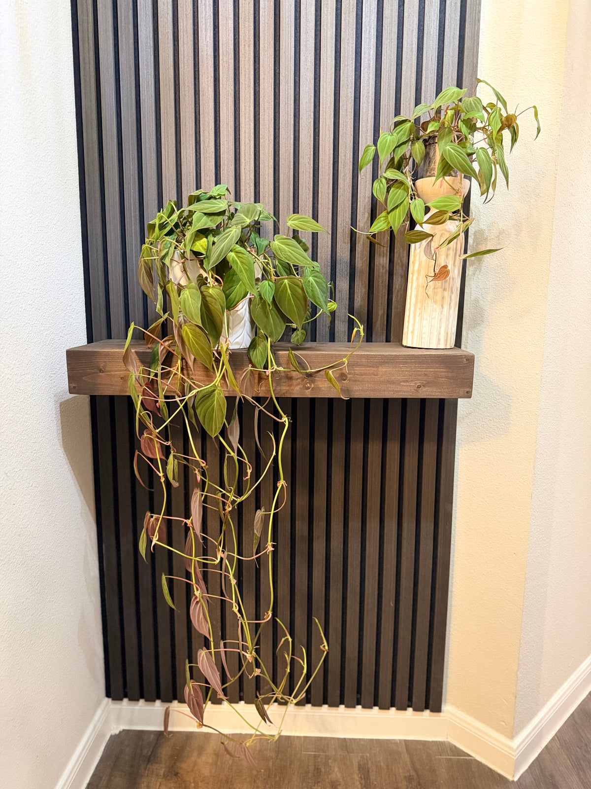 Philodendron Micans 4” pot - Chunky soil and clear pot included