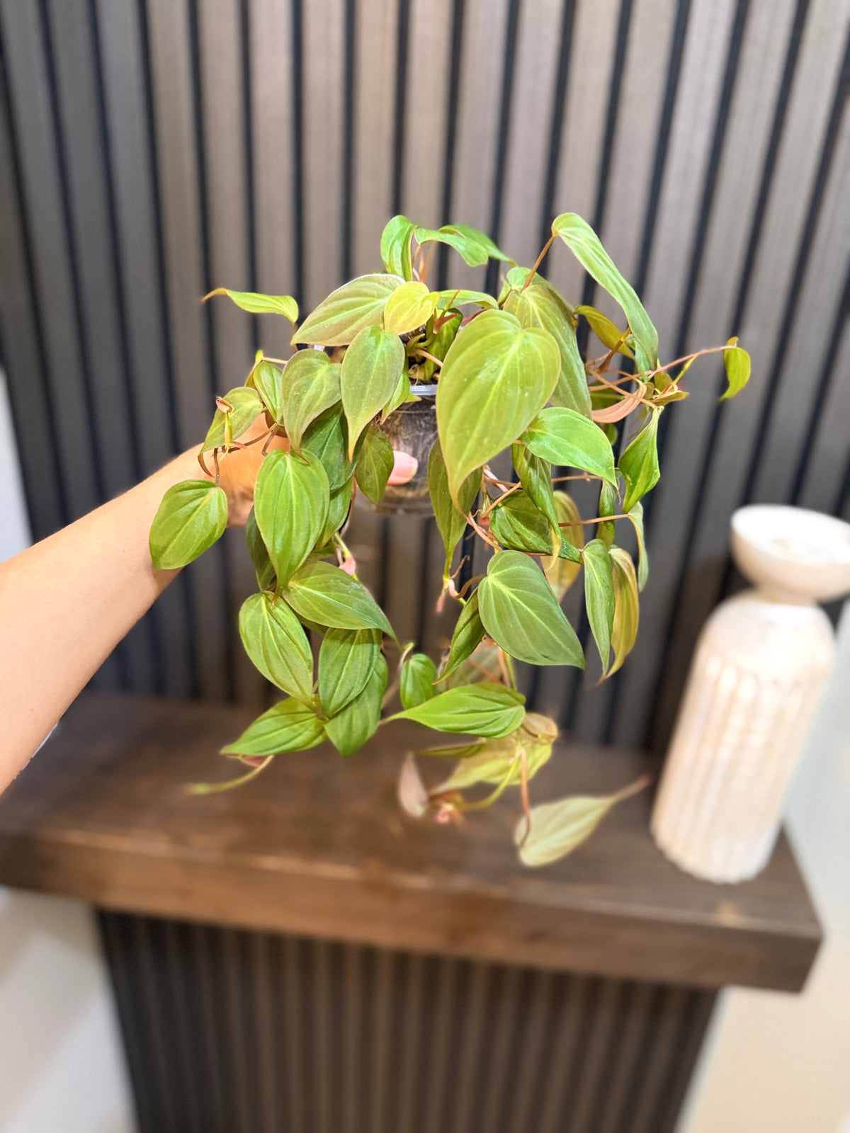 Philodendron Micans 4” pot - Chunky soil and clear pot included