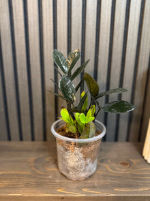 ZZ Black Raven 5” pot, Chunky soil, clear pot included