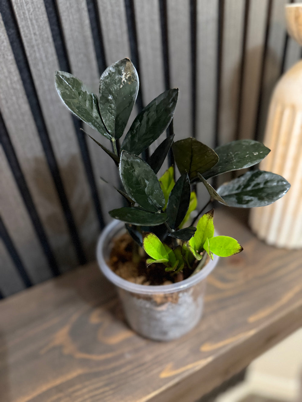 ZZ Black Raven 5” pot, Chunky soil, clear pot included