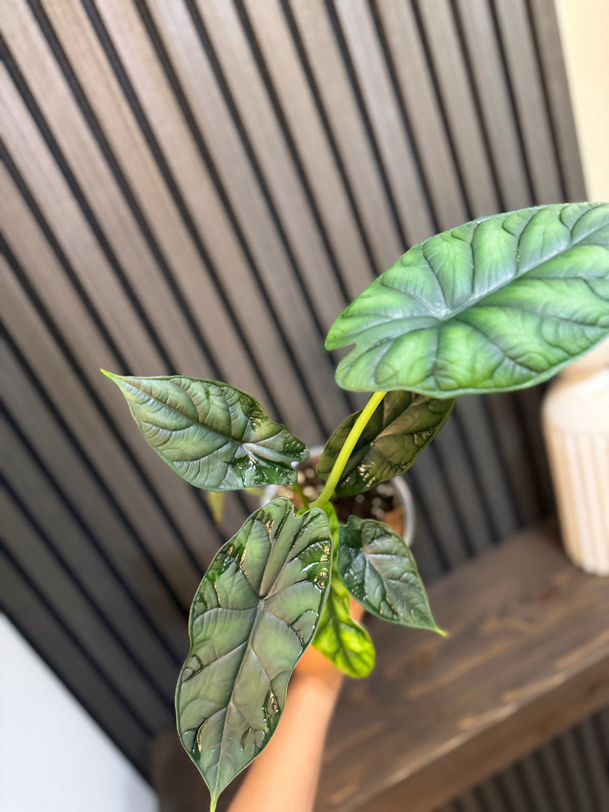 Alocasia Dragon Scale 5”pot, Chunky soil and clear pot included