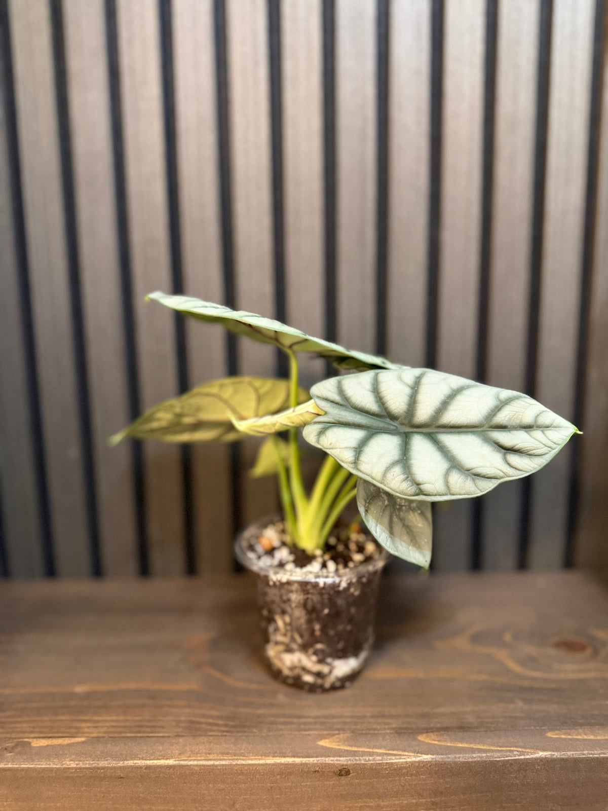 Alocasia Silver Dragon 4”pot, Chunky soil and clear pot included