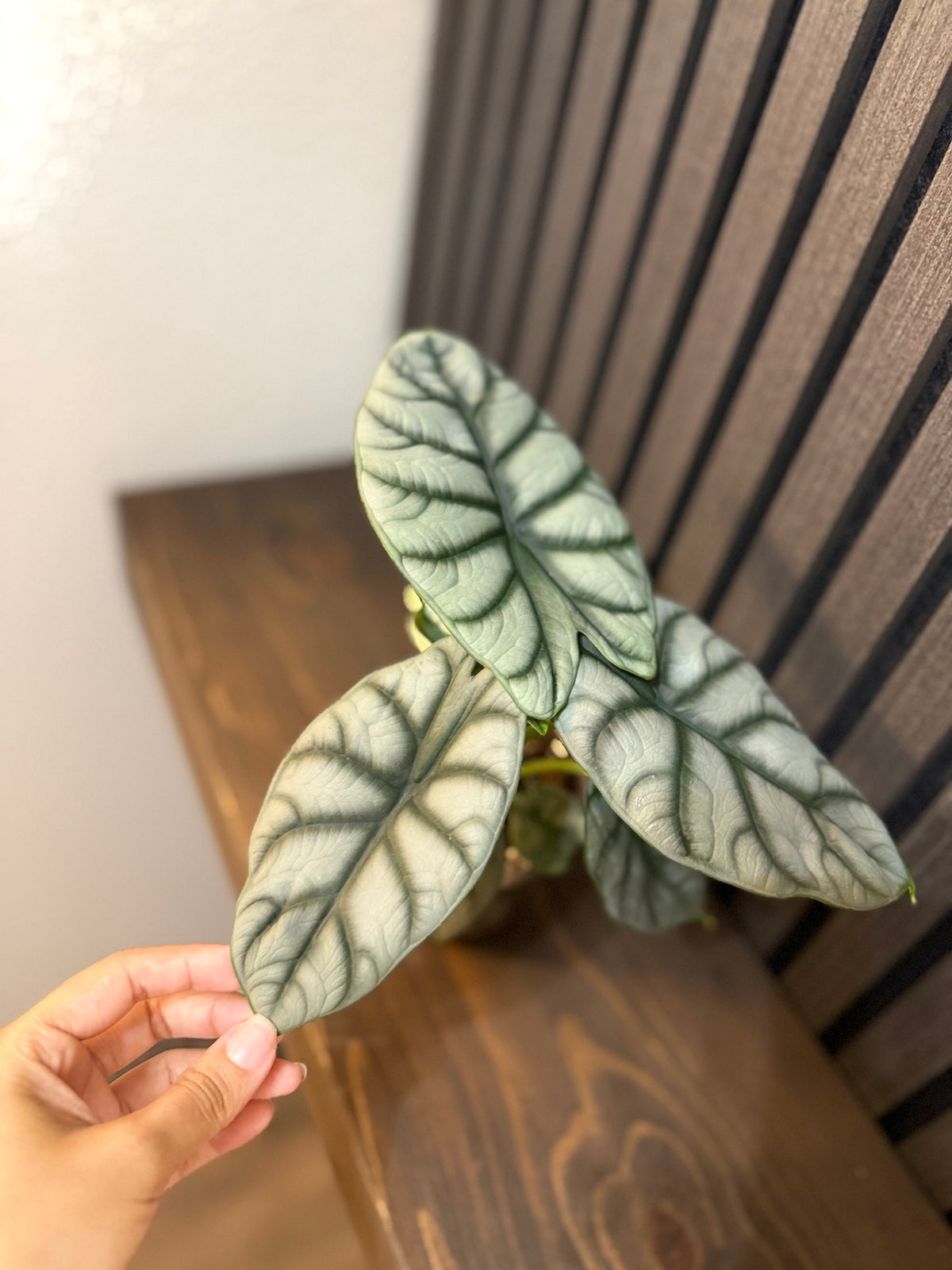 Alocasia Silver Dragon 4”pot, Chunky soil and clear pot included