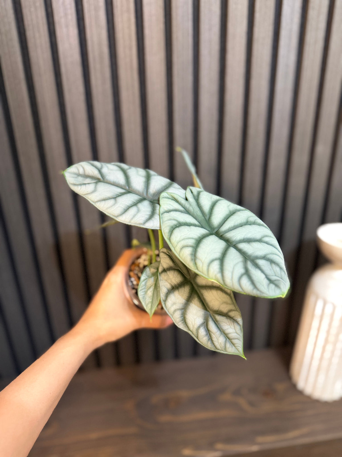 Alocasia Silver Dragon 4”pot, Chunky soil and clear pot included