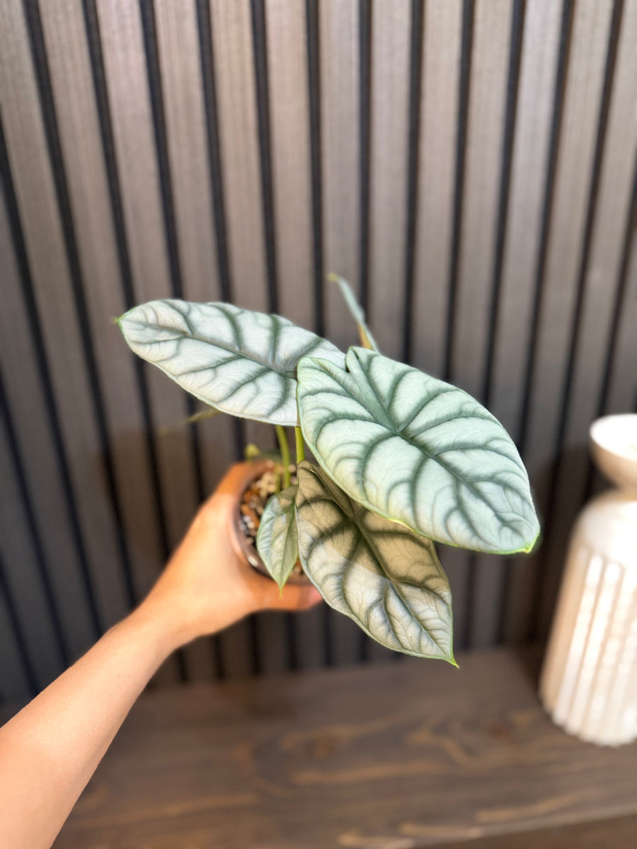 Alocasia Silver Dragon 4”pot, Chunky soil and clear pot included