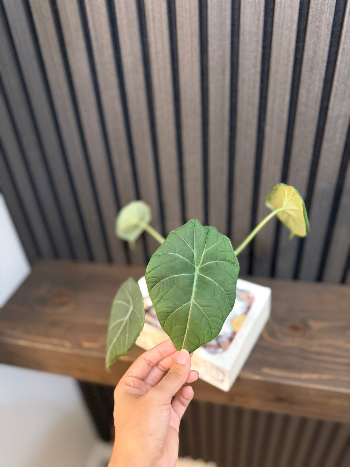 Alocasia Maharani 4”pot Growers choice, Chunky soil mix and clear pot included