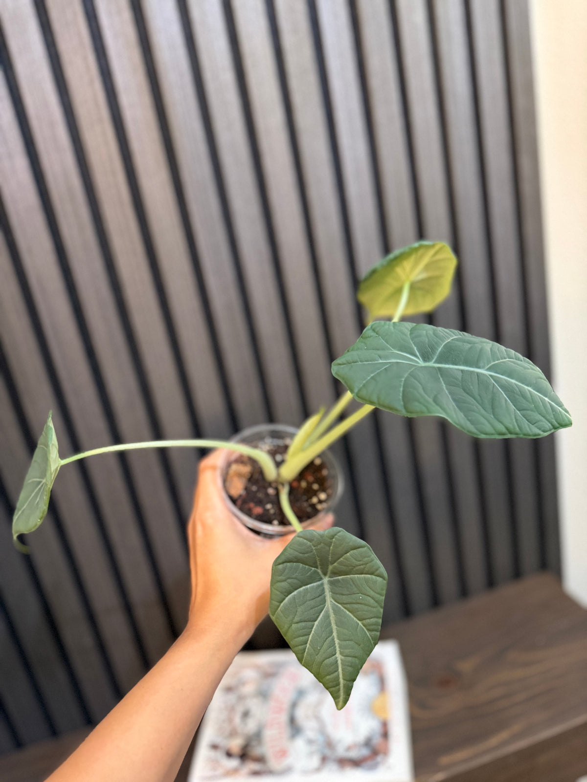Alocasia Maharani 4”pot Growers choice, Chunky soil mix and clear pot included