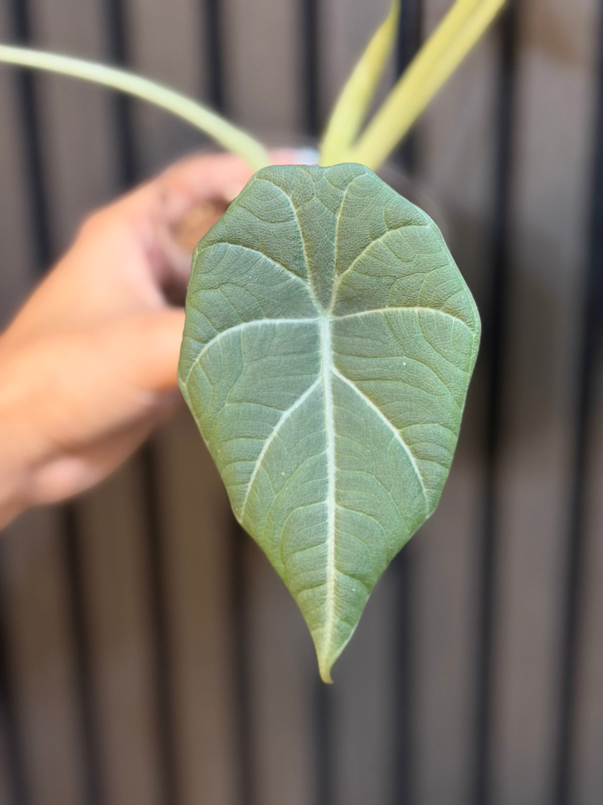 Alocasia Maharani 4”pot Growers choice, Chunky soil mix and clear pot included