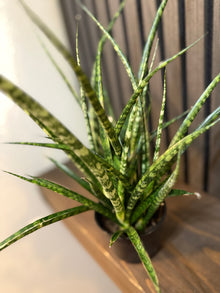 Sanseviera Fernwood Mikado 4”pot, chunky soil mix included