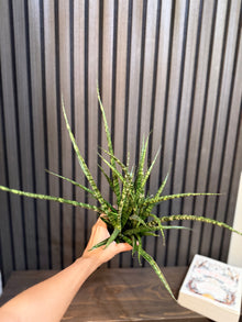 Sanseviera Fernwood Mikado 4”pot, chunky soil mix included