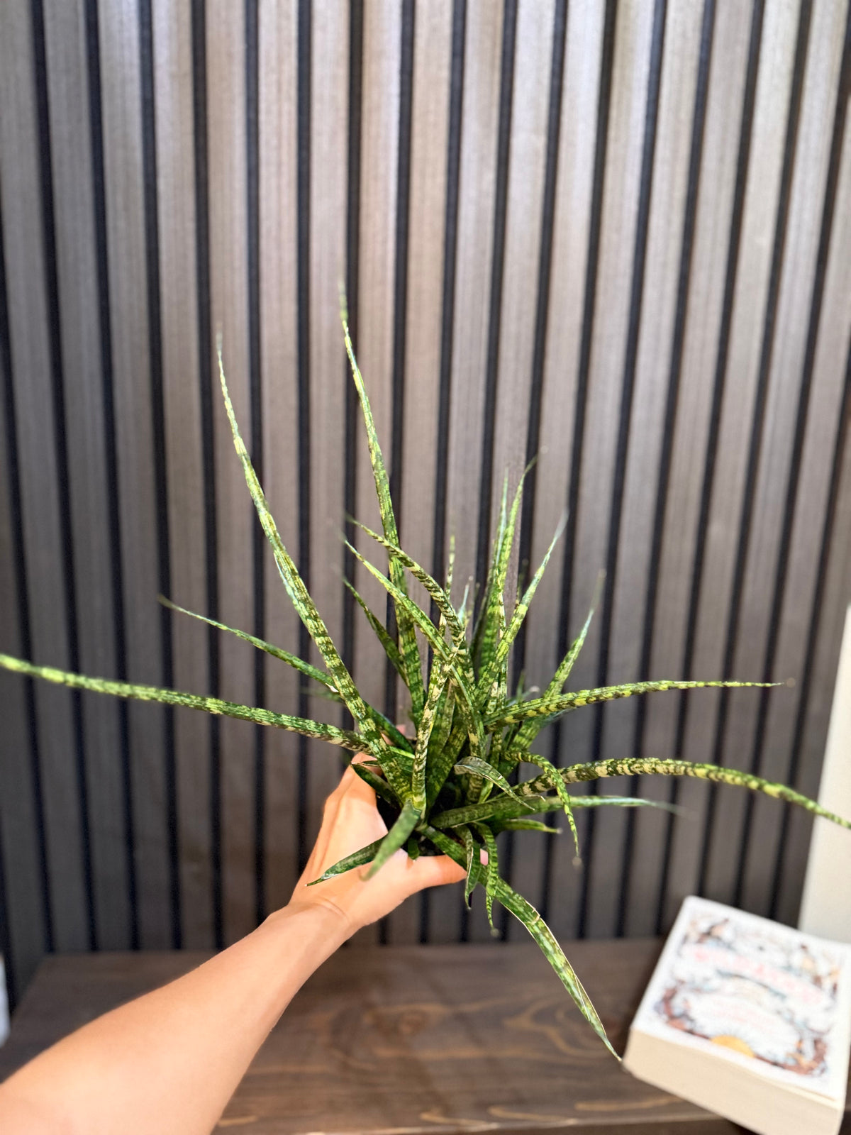 Sanseviera Fernwood Mikado 4”pot, chunky soil mix included