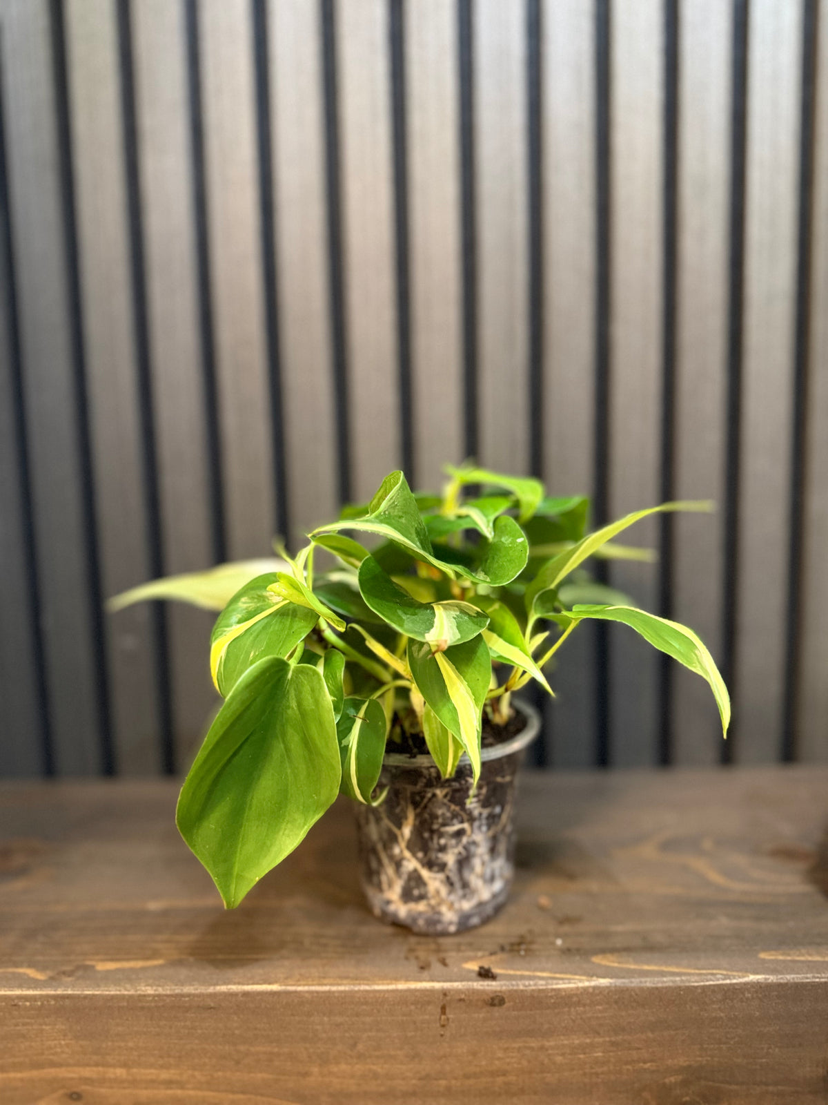 Philodendron Rio 4” pot - Chunky soil and clear pot included